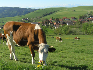 Wiese mit K&uuml;he, Gersbach