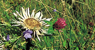 Blumen, Wiesen