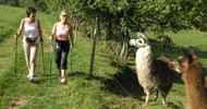 Nordic Walking, Spaziergang, Natur
